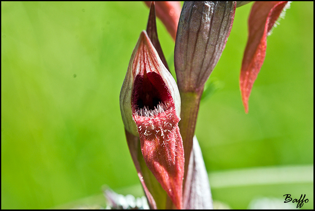 Serapias istriaca